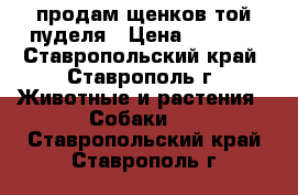 продам щенков той-пуделя › Цена ­ 6 000 - Ставропольский край, Ставрополь г. Животные и растения » Собаки   . Ставропольский край,Ставрополь г.